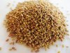 alfalfa_seeds_blog_image-500x500.jpg
