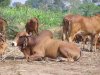 gir bull.jpg