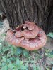Reishi mushroom.jpeg