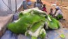 Hydroponics Barley sproutmat.JPG