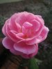IMG-20170103-WA0000.jpg