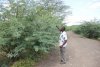 Prosopis Juliflora.jpg
