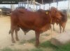 Sahiwal Bull.jpg