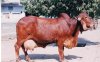 Elite Gir cow.jpg