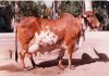 Gir cow elite.jpg