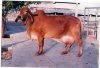 Gir- cow.jpg