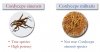 Cordyceps_militaris_sinensis.jpg