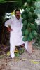 My Red Lady Taiwani Papaya Plant Image-..jpg