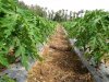 My Red Lady Taiwani Papaya Cultivation on Mulching Sheet & Raised Bed..jpg