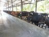 Cow shed with feeding passage.jpg