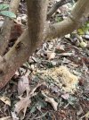 Lemon tree powder Medium.jpeg