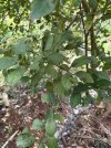 Lemon tree leaves Medium.jpeg