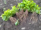 Sarpagandha_Saplings_1.jpeg