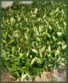 Sarpagandha_Saplings_2.jpg