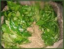 Sarpagandha_Saplings_3.jpg