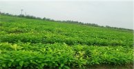 Sarpagandha_Saplings_4.jpeg