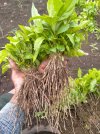 Sarpagandha_Saplings_5.jpeg