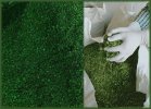 Moringa_Dry_Leaves_2.jpg