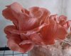 1200px-Pleurotus_djamor_crop.jpg