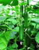 Rijk_Zwan_Mutli_Star_Polyhouse_Cucumber_Seeds_grande.jpg Rijk_Zwan_Mutli_Star_Polyhouse_Cucumber_Seeds_grande.jpg