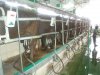 Trained buffaloes being milked in the parlour.jpg