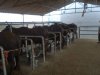 Buffaloes being trained for machine milking.jpg
