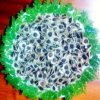moringa best seeds.jpg