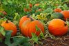 how-to-grow-pumpkin-in-uganda-21870536.jpg