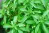 stevia3.jpg
