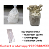 Buy Mushroom Kit Mushroom Spawn Growing bags Cultivation Guide (2).png