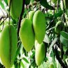 dasheri-mangoes of our orchard.jpg