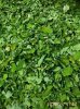 moringa-dried-leaves-500x500.jpg