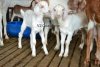 ThalasseryGoat-2.jpg