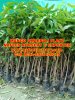 MANGO AMARPALI PLANTS IN NAFEES NURSERY 1.jpg