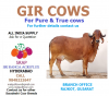 Gir Cows.png