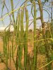 IMG-20180609-WA0012.jpg