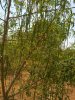 IMG-20180609-WA0011.jpg