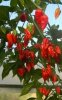 IMG-20180624-WA0007.jpg