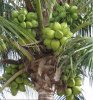 Organic coconut.jpg