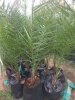 IMG-20180707-WA0003.jpg