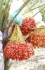 IMG-20180712-WA0008.jpg