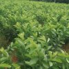 MURTHI ANNA 20170911_204601.jpg