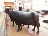 Murrah Buffalo.jpg