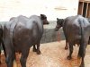 Murrah Buffalo 1.jpg