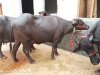 Murrah Buffalo 2.jpg