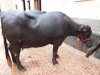 Murrah Buffalo 3.jpg