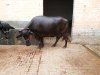 Murrah Buffalo 4.jpg