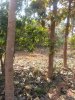 Teak2.jpg