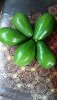 IMG-20190530-WA0026.jpg