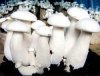 Milky Mushrooms.JPG
